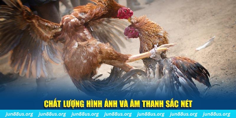 sv368 gà chọi tiêu phong
