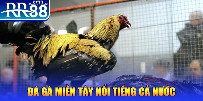 sv368 đá gà 88